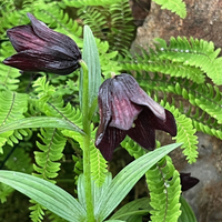 Fritillaria camschatcensis